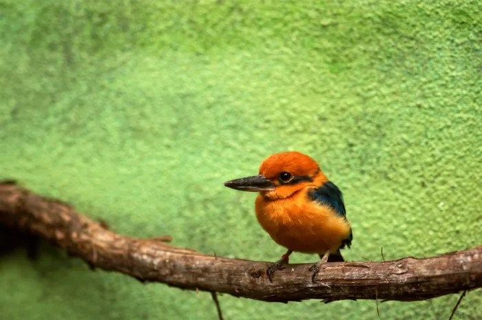 File:Todiramphus cinnamominus -Philadelphia Zoo, Pennsylvania, USA-8a.jpg