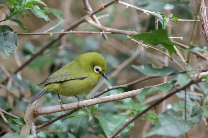 File:Zosterops poliogastrus kikuyuensis - Tiergarten Schönbrunn 3.jpg