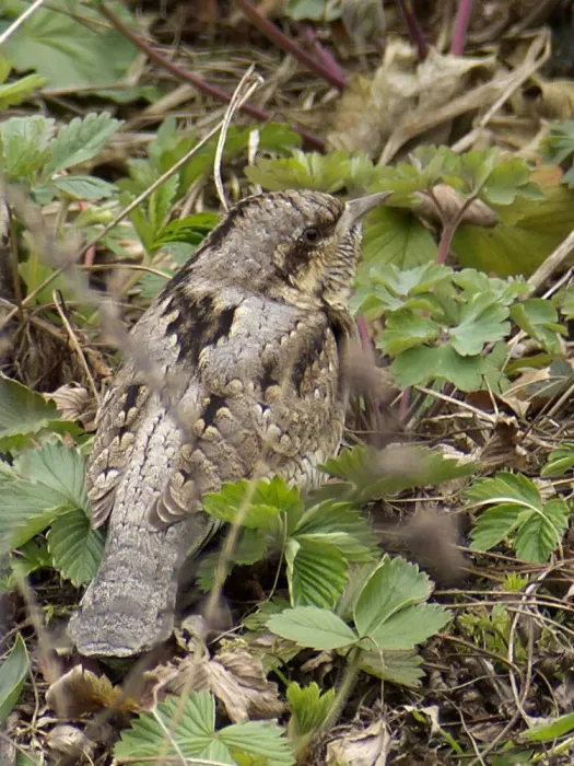 File:Wendehals Jynx torquilla München-001.jpg