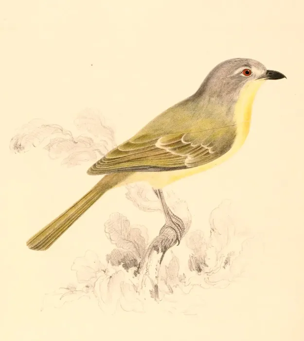 File:Chlorophoneus sulfureopectus similis 1838.jpg