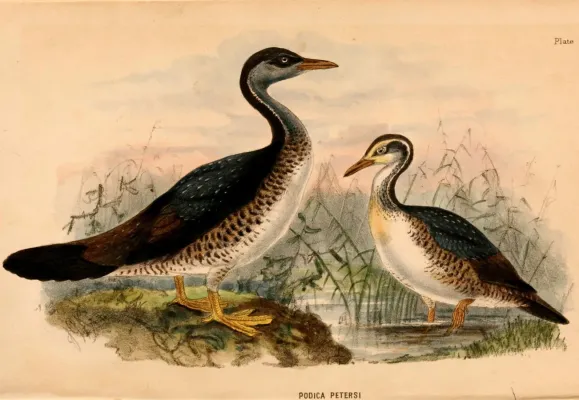 File:Podica senegalensis petersii 1884.jpg