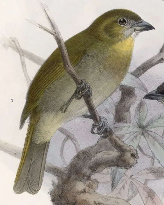 File:Chlorospingus flavigularis hypophaeus 1902.jpg