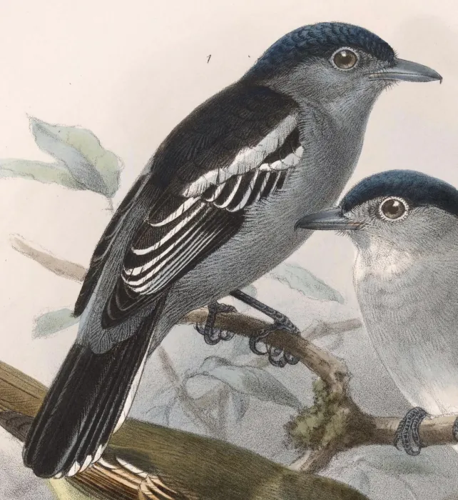File:Pachyramphus polychopterus cinereiventris 1902.jpg