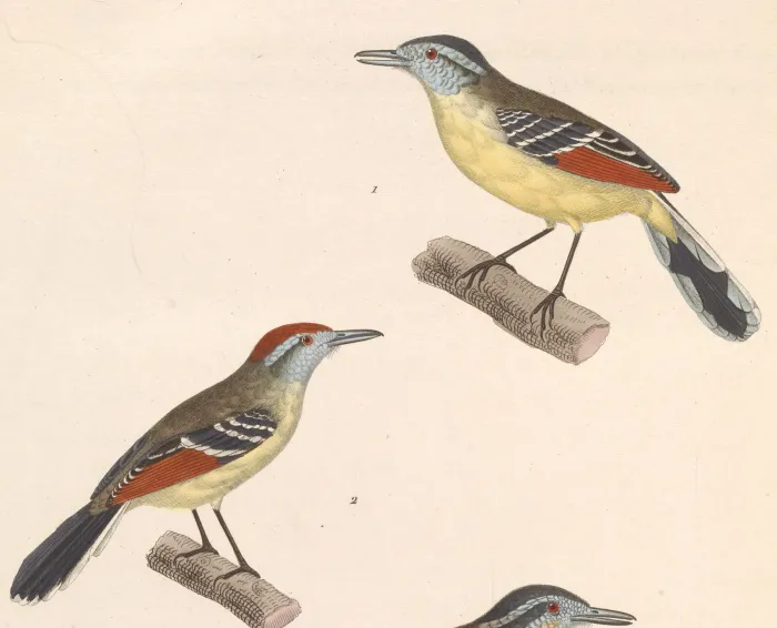 File:Herpsilochmus rufimarginatus 1838.jpg