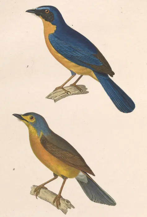 File:Cyornis banyumas liga 1838.jpg