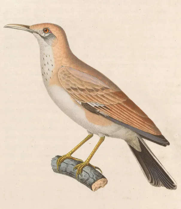File:Alaemon alaudipes desertorum 1838.jpg