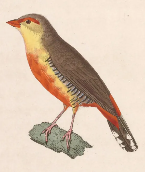 File:Amandava subflava subflava 1838.jpg