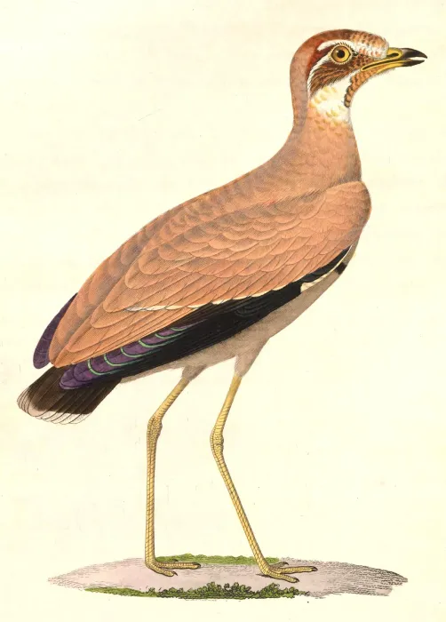 File:Rhinoptilus chalcopterus 1838.jpg