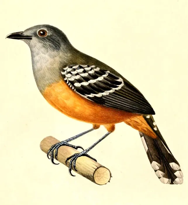 File:Thamnophilus schistaceus (1) 1847.jpg