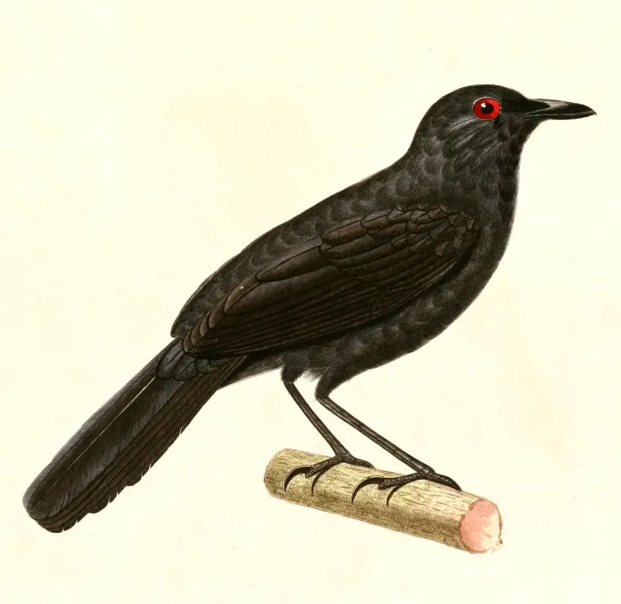 File:Pyriglena leuconota 1847.jpg