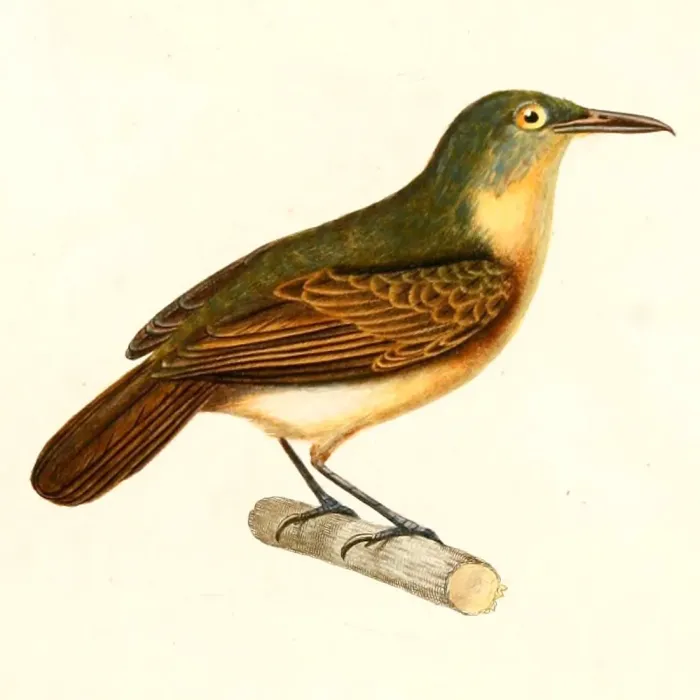 File:Myrmotherula axillaris fresnayana 1847.jpg