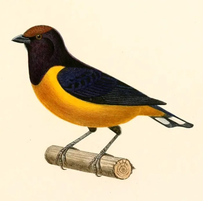 File:Euphonia xanthogaster ruficeps 1847.jpg