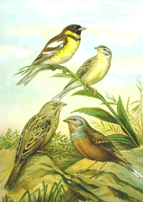 File:Emberiza aureola & Emberiza caesia Naumann.jpg