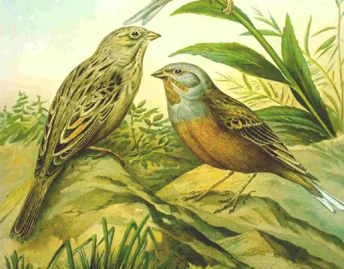 File:Emberiza caesia Naumann.jpg