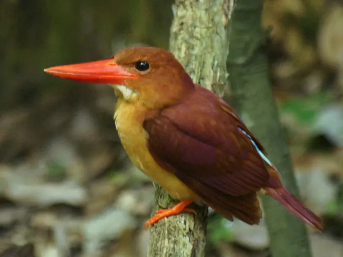 File:Halcyon coromanda.jpg