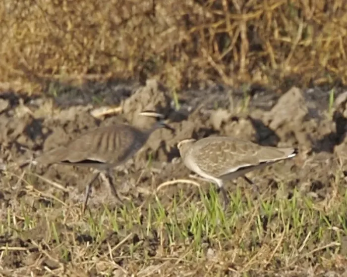 File:Vanellus gregarius pair.jpg