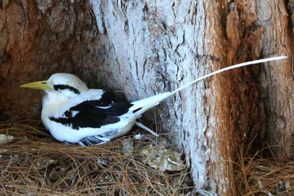 File:Phaethon lepturus, Seychelles.jpg
