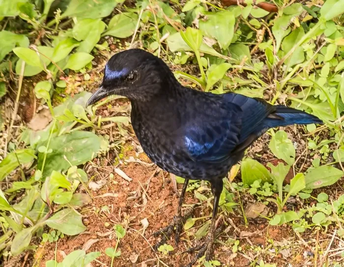 File:Myophonus horsfieldii -Tamil Nadu, India-8.jpg