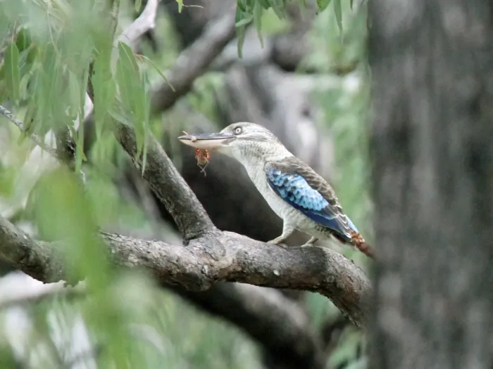 File:Dacelo leachii Daintree 2.jpg