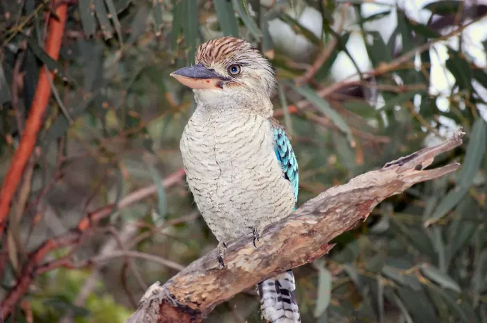 File:Dacelo leachii Gladstone 1.jpg