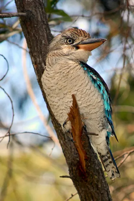 File:Dacelo leachii Gladstone 2.jpg