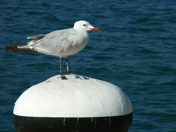 File:Ichthyaetus audouinii CBMen 04.jpg