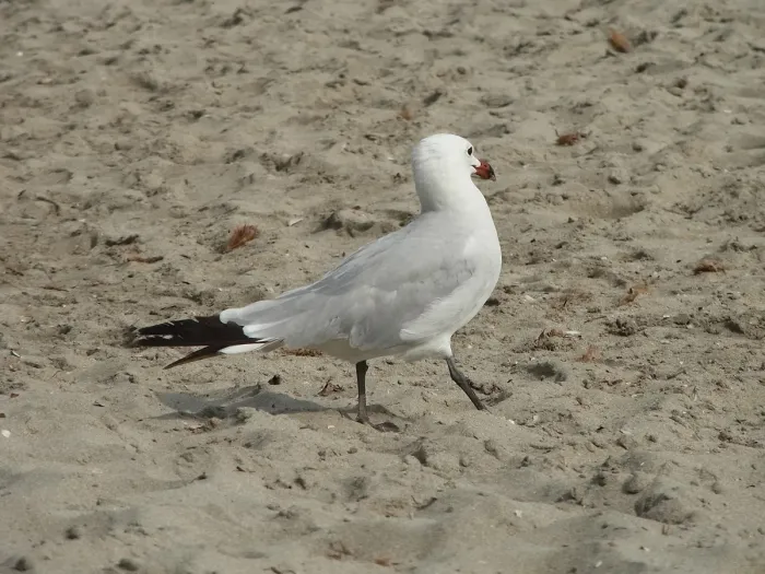 File:Ichthyaetus audouinii CBMen 20.jpg