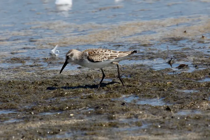 File:Western Sandpiper (Calidris mauri) (6097782280).jpg