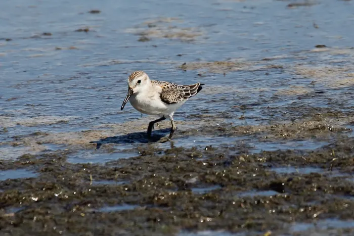 File:Western Sandpiper (Calidris mauri) (6097780756).jpg