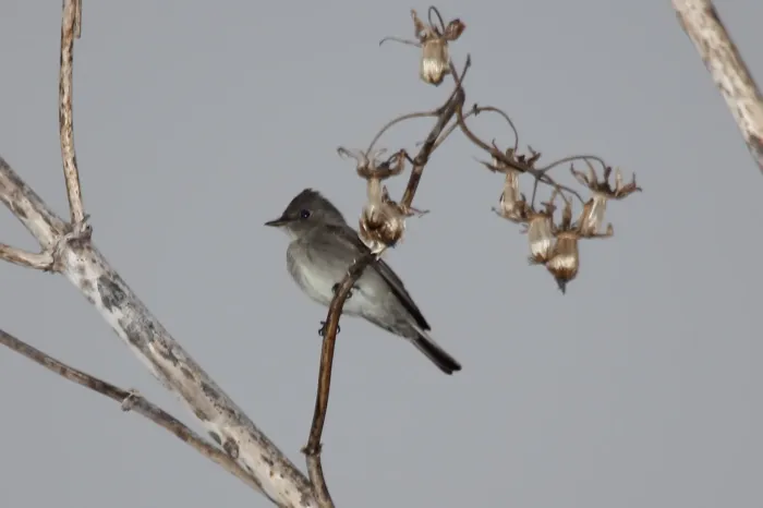 File:Western Wood Pewee (Contopus sordidulus) (5783739250).jpg