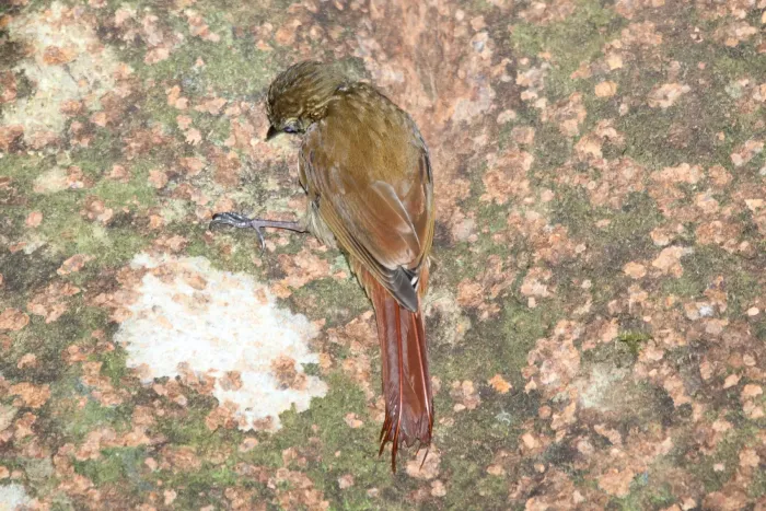 File:Wedge-billed Woodcreeper (Glyphorynchus spirurus) (5771832587).jpg