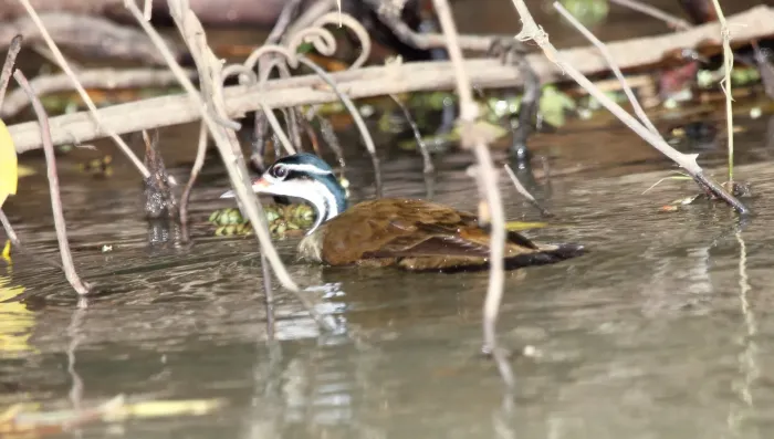 File:Sungrebe (Heliornis fulica) (5771826725).jpg