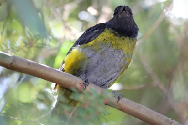 File:Black-and-yellow Silky-flycatcher (Phainoptila melanoxantha) (5771776069).jpg