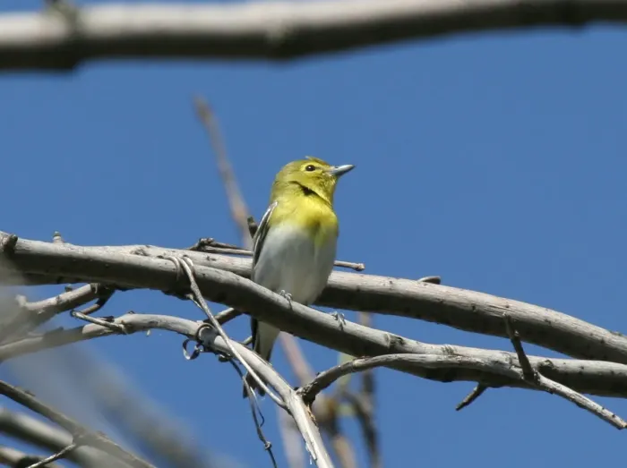 File:Yellow-throated Vireo (Vireo flavifrons) (5206241405).jpg