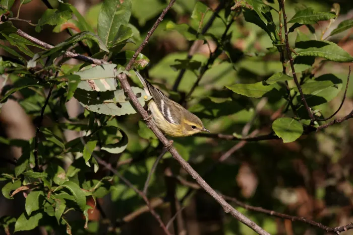 File:Blackburnian Warbler (Setophaga fusca) (5055194747).jpg