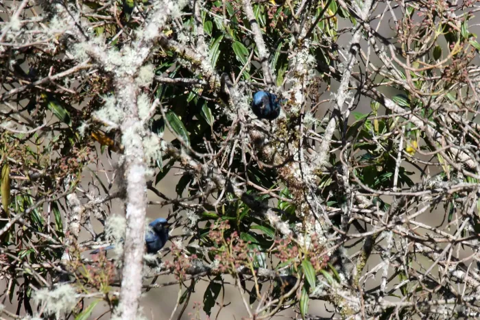 File:Masked Flowerpiercer (Diglossa cyanea) (4856411703).jpg