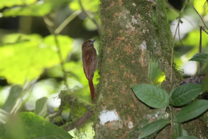 File:Wedge-billed Woodcreeper (Glyphorynchus spirurus) (4512052999).jpg