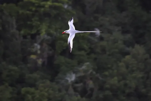 File:Red-billed Tropicbird (Phaethon aethereus) (4090231736).jpg