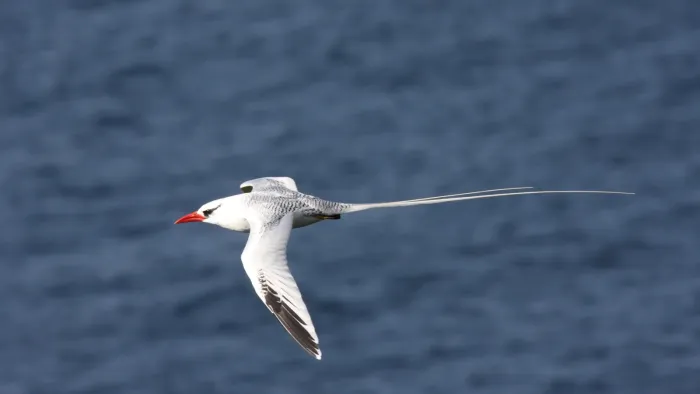 File:Red-billed Tropicbird (Phaethon aethereus) (4089464789).jpg