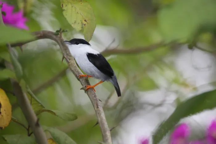 File:White-bearded Manakin (Manacus manacus) (4089437755).jpg