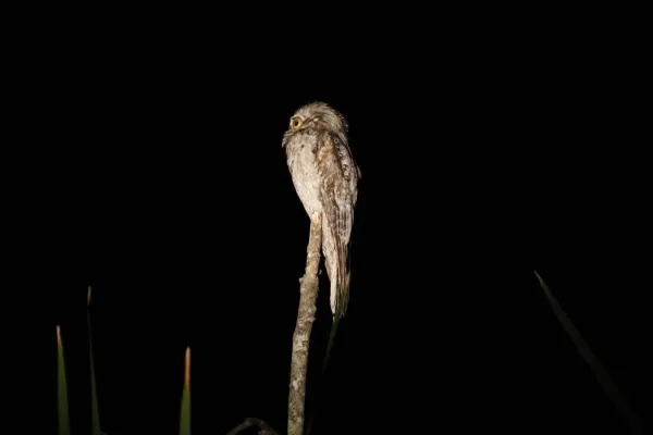 File:Northern Potoo (Nyctibius jamaicensis) (3323628989).jpg