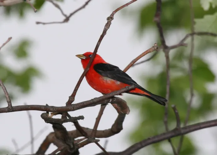 File:Scarlet Tanager (Piranga olivacea) (2587723656).jpg