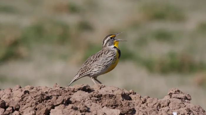 File:Western Meadowlark (Sturnella neglecta) (5206243357) (2).jpg