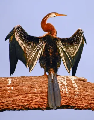 File:Oriental darter (Anhinga melanogaster) 21-Mar-2007 6-10-09 AM.JPG