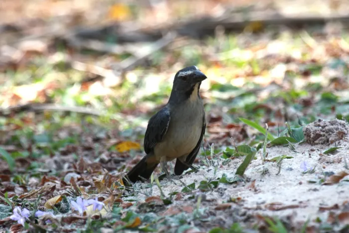 File:Saltator coerulescens -Mato Grosso do Sul, Brazil-8.jpg