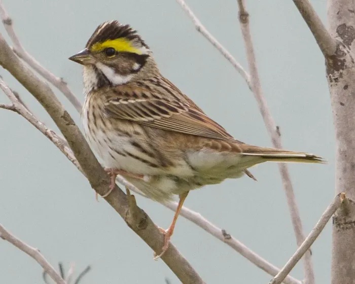 File:Yellow-browed bunting (Emberiza chrysophrys) Eocheong Island Korea 2012.jpg
