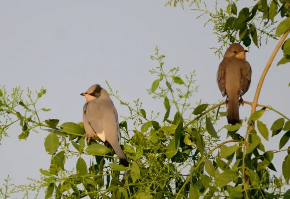 File:Hypocolius ampelinus pair.JPG