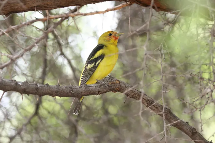 File:Western Tanager (Piranga ludoviciana).jpg
