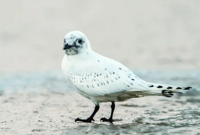 File:Ivory Gull - Pagophila eburnea - Ísmáfur.jpg