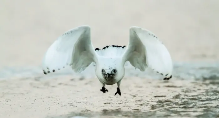 File:Ivory Gull (Pagophila eburnea).jpg
